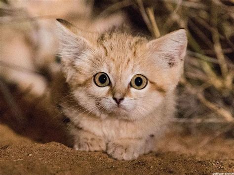 Sand Cat Kittens Filmed In The Wild For The First Time Ever [Video]