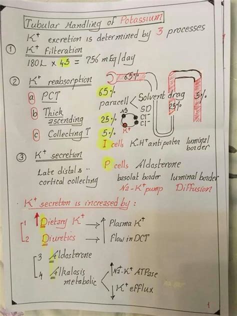 Solution Kidney Dr Nagi Diagrams Studypool