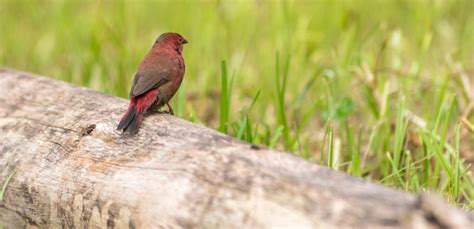 Top Birding Destinations In Uganda Inside Semuliki National Park