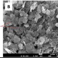 Sem Images Of Nio Nanostructures Synthesized With Different