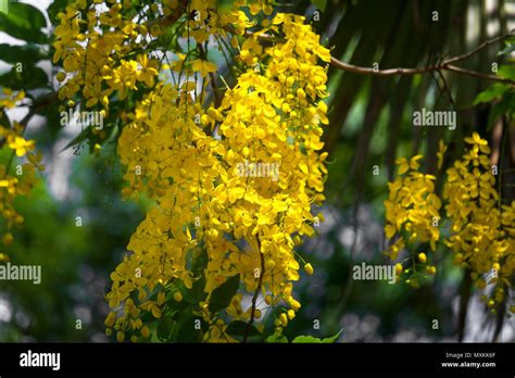 Cassia Fistula Conocido Como El árbol De La Lluvia Dorada Canafistula Y En Bangladesh Es