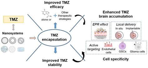 Temozolomide Mechanism Of Action