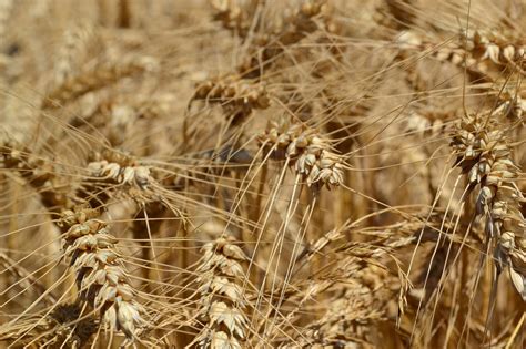 Wheat Agriculture Triticum Free Photo On Pixabay Pixabay