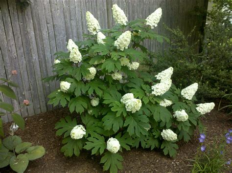 When To Prune Oakleaf Hydrangea The Garden