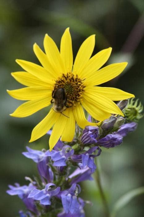 Woodland Sunflower Helianthus Divaricatus From New England Wild Flower