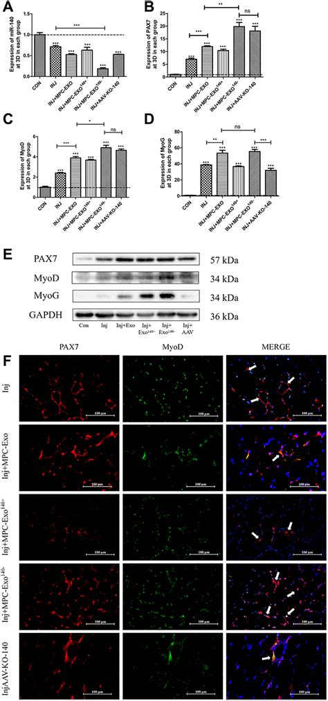 Myogenic Exosome Mir P Modulates Skeletal Muscle Regeneration And