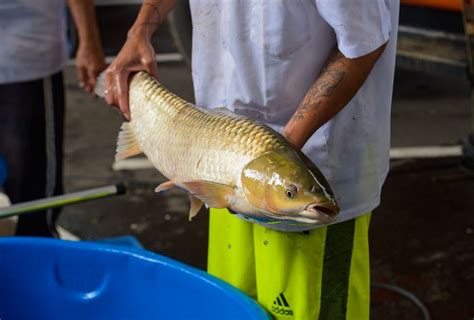 Feira do Peixe Vivo acontece neste sábado na Cooperativa da Agricultura