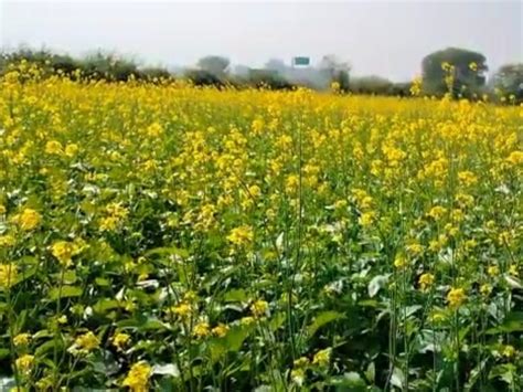 Sowing Of Rabi Crops In 351 Lakh Hectare In Baran बारां में 351 लाख