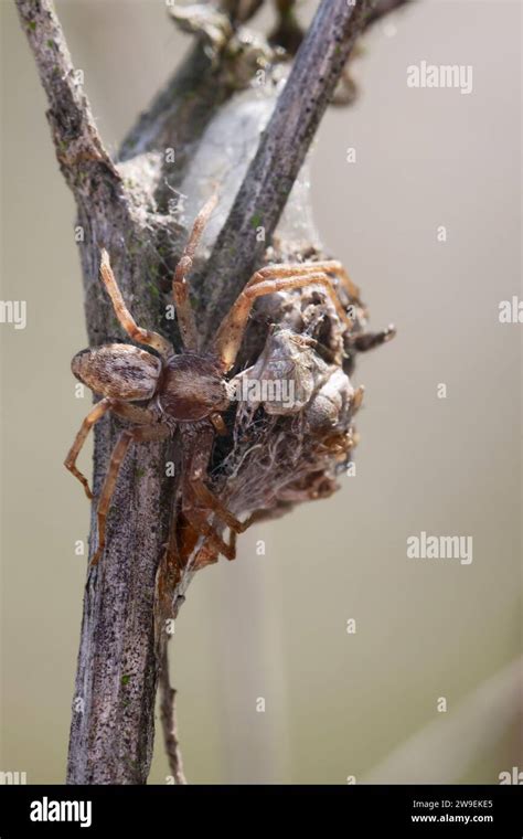 Goldfarbige Laufspinne Laufspinne Flachstrecker Weibchen