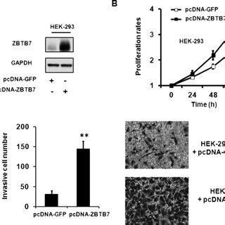 The Effect Of Zbtb Overexpression On Normal Cells A Zbtb