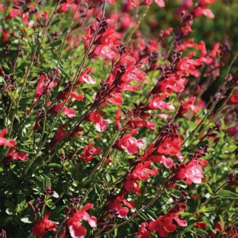 Salvia Hybrida ‘novasalred Arctic Blaze Red Kiefer Nursery Trees