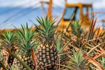 Pineapple Farm Tour in Maui, HI | Maui Pineapple Tour