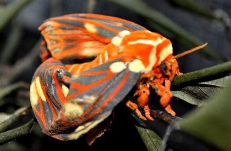 Hickory Horned Devil Metamorphoses Into Regal Moth Whats That Bug