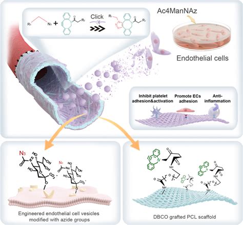 Tailored Endothelialization Enabled By Engineered Endothelial Cell