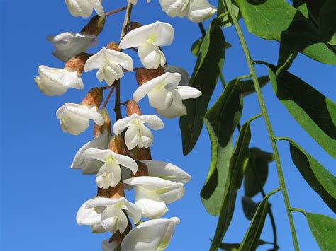 Black Locust Flower