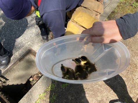 Firefighters Rescue Ducklings Reunite Them With Mother And Siblings