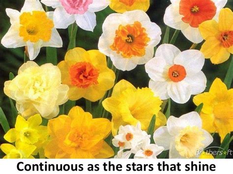 Daffodils By William Wordsworth