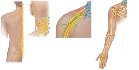 Upper Nerve Plexuses Diagram Quizlet