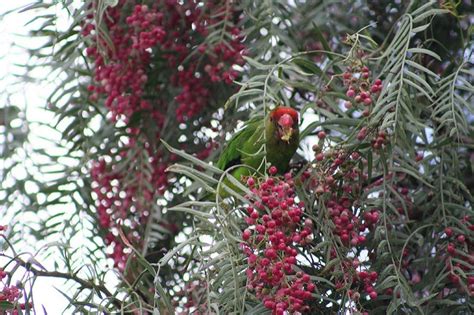 Parrot Encyclopedia | Black-winged Lovebird | World Parrot Trust