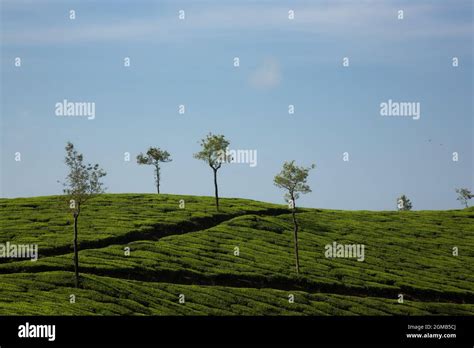 Tea plantation in India, Kerala Stock Photo - Alamy