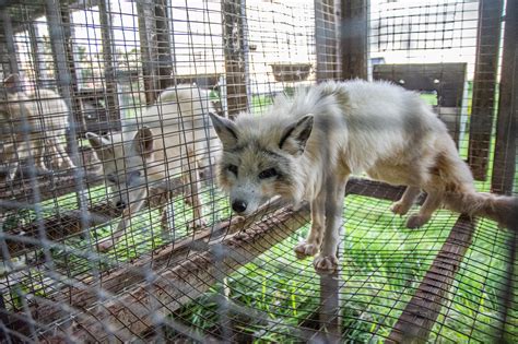 New Undercover Images Reveal Suffering Animals on Quebec Fur Farms - Animal Justice