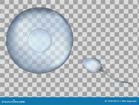 Blue Egg And Sperm Cell Vector Illustration 3d Fertilisation Isolated