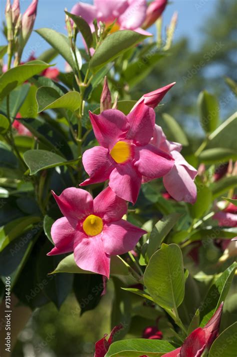 Dipladenia Rio Hot Pink Mandevilla Hybride Stock Photo Adobe Stock