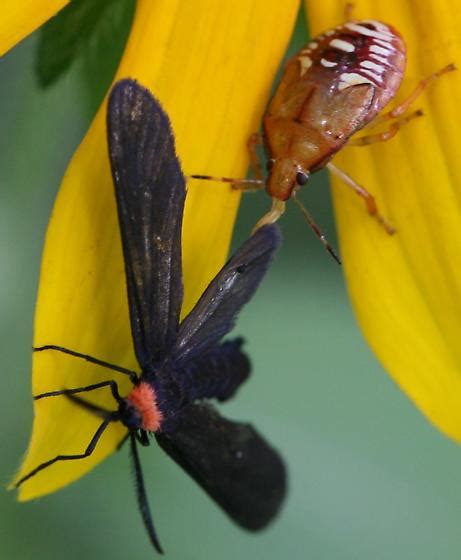 Nymph Trying To Eat Moth Podisus Bugguide Net