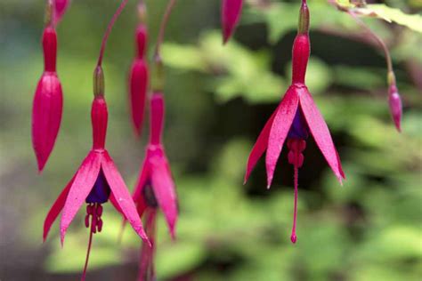 Fuchsia Magellanica Aurea Bbc Gardeners World Magazine