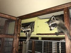 DIY Pet Raccoon cage