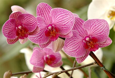 Phalaenopsis Cultiver Et Tailler Ooreka