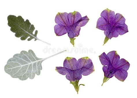 Pressed And Dried Petunia Flowers And Buds Isolated On White Background