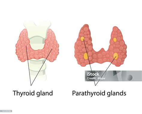 Anatomi Kelenjar Tiroid Dan Parathyroid Ilustrasi Stok Unduh Gambar