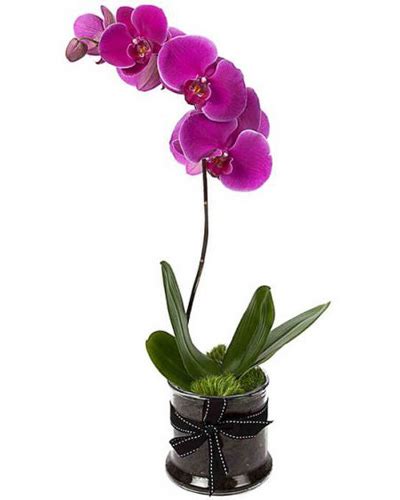 Buy Purple Orchid in Philippine | Orchids Plants Delivery Philippines