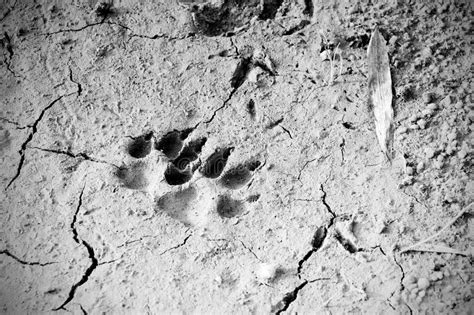 Animal Footprints On A Muddy Top View Stock Image Image Of