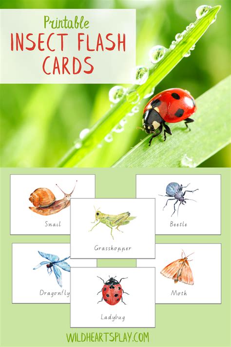 12 Insect Flash Cards Printable Digital Download Etsy Flashcards