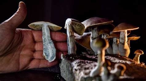 Dc Ballot Initiative Could Decriminalize Psychedelic Plants Like Magic Mushrooms In The City