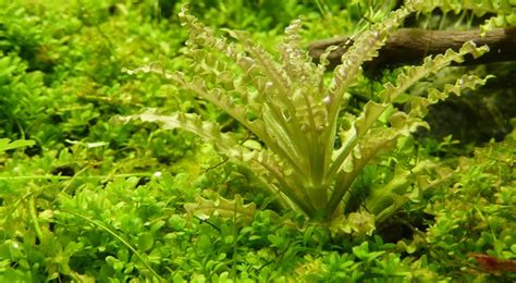 Grow Pogostemon Helferi G Nstig Online Kaufen Kleiner Wasserstern