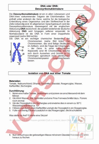 Arbeitsblatt DNA Aus Einer Tomate Gewinnen Biologie Genetik