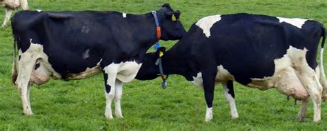 Manejo Correto No Pr Parto E Vacas Leiteiras Mais Produtivas