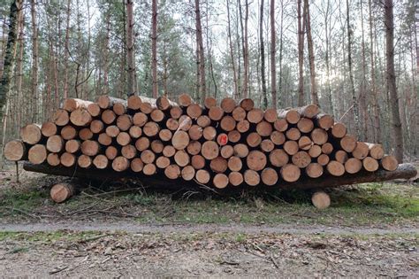 Lasy Państwowe rozpoczęły prace nad zmianami zasad sprzedaży drewna