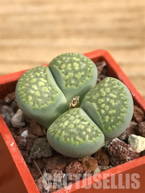 SHPR6448 Lithops Julii Ssp Fulleri V Fulleri Fullergreen C056A Two