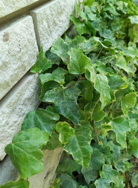 Types Of Ivy Plants A Z Picture Guide