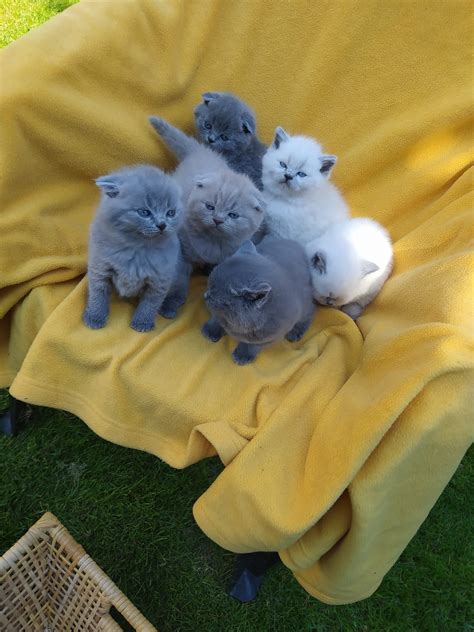 Kotki brytyjskie i scottish fold do rezerwacji Kraków Bieżanów Prokocim