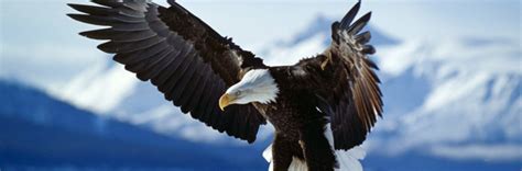 eagle images  infoupdateorg