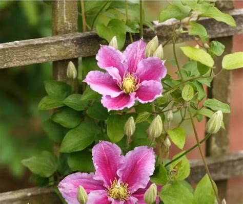 Clematis 'Piilu' :: 닥마들