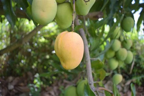 A Guide To Understanding Mango Tree Propagation From Seed Cuttings