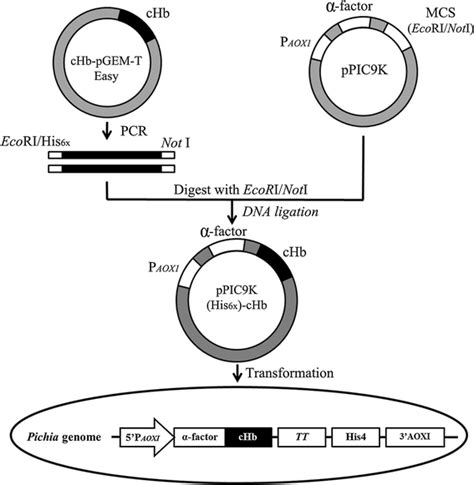 Constructs Designed To Generate Expression Plasmids In Yeast Schematic