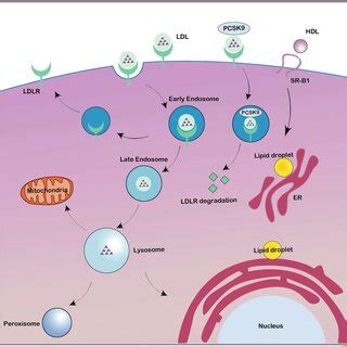 LDLR Mediated LDL Endocytosis And SR B1 Mediated HDL Selective Uptake