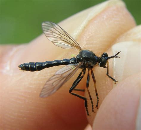 Dioctria Rufipes Common Red Legged Robberfly Flickr